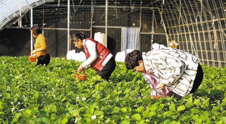 草莓迎丰收 乐享好时光