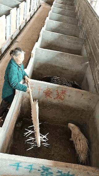 最近在网上看到一个梗：豪猪的刺真贵，一斤竟然等同于500克这个重量单位。这样的