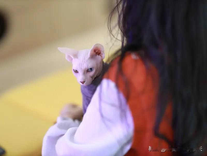 本人其实并不反对别人养宠物养猫养狗的，因为每个人都有每个人选择的生活自由，