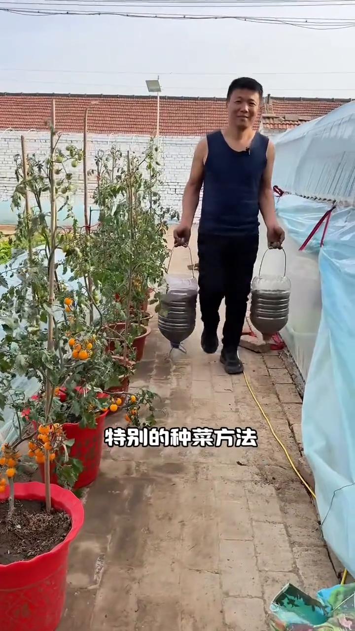 水桶种植西红柿、茄子、辣椒小技巧。今天给大家分享一个特别的种菜方法，用油桶倒着