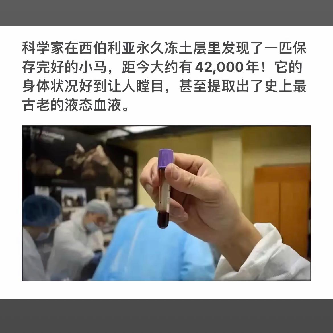 科学家在西伯利亚发现保存完好的小马，距今约42,000年！