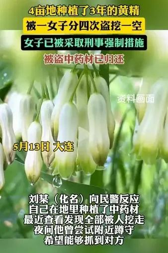 “想钱想疯了？”5月13日，男子家中4亩地的黄精，已经有三年药龄，能卖个好价钱！