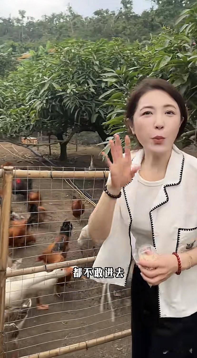 曾黎这是包了一片农场吗？以前看到她种的蔬菜水果，如今鸡鸭都养上了，鸡蛋鸭蛋都不用