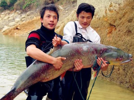 广东男子钓上2.6米227斤“鱼王”，刷新海域十年纪录！你钓的鱼最大有多少斤?