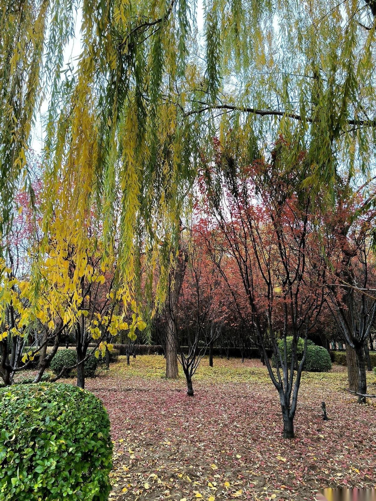 报警抓儿子虐待，这事儿居然发生第二回了。亲戚朋友都在劝，说妈年纪大了，得顺着。