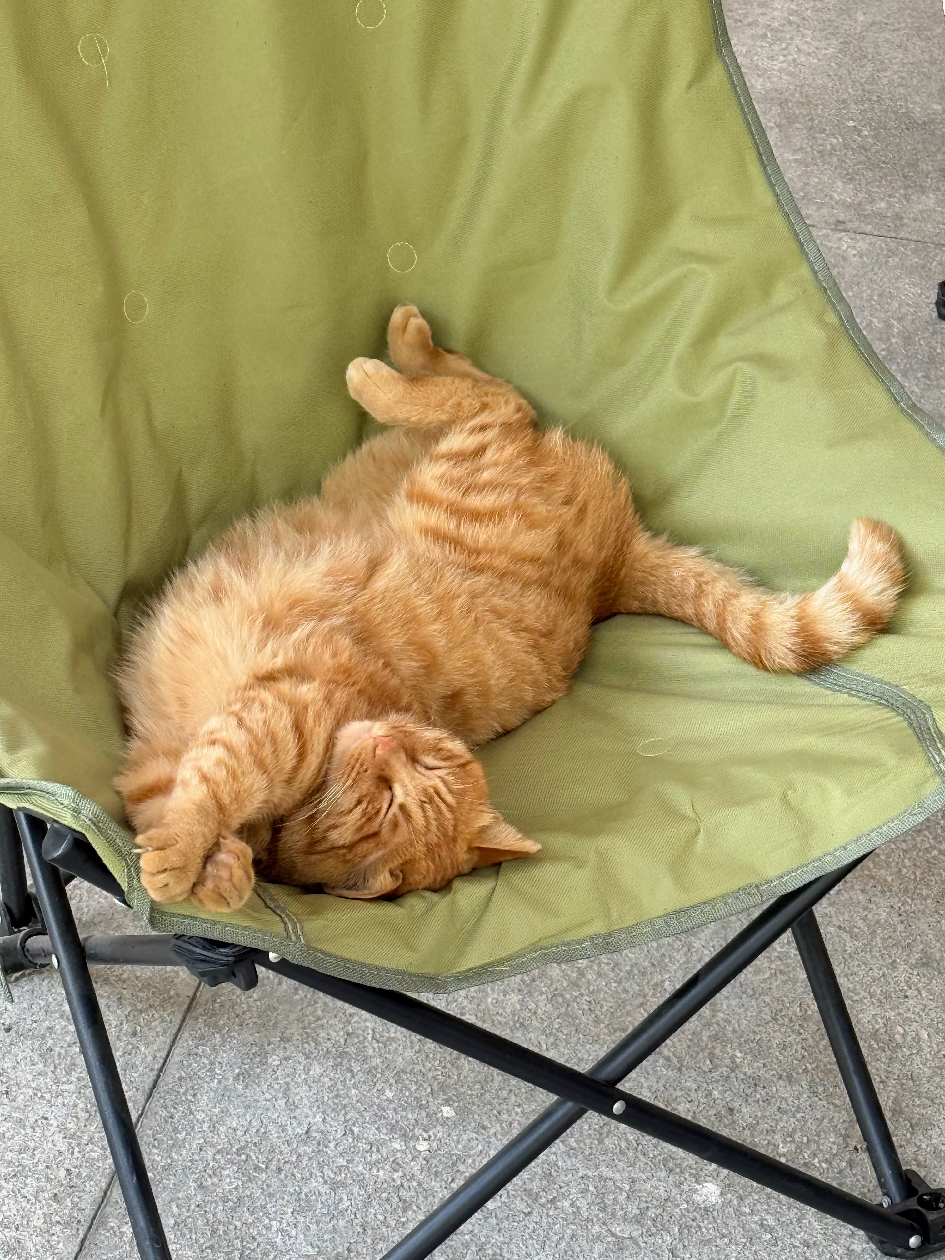 猫儿这个伸懒腰​​​