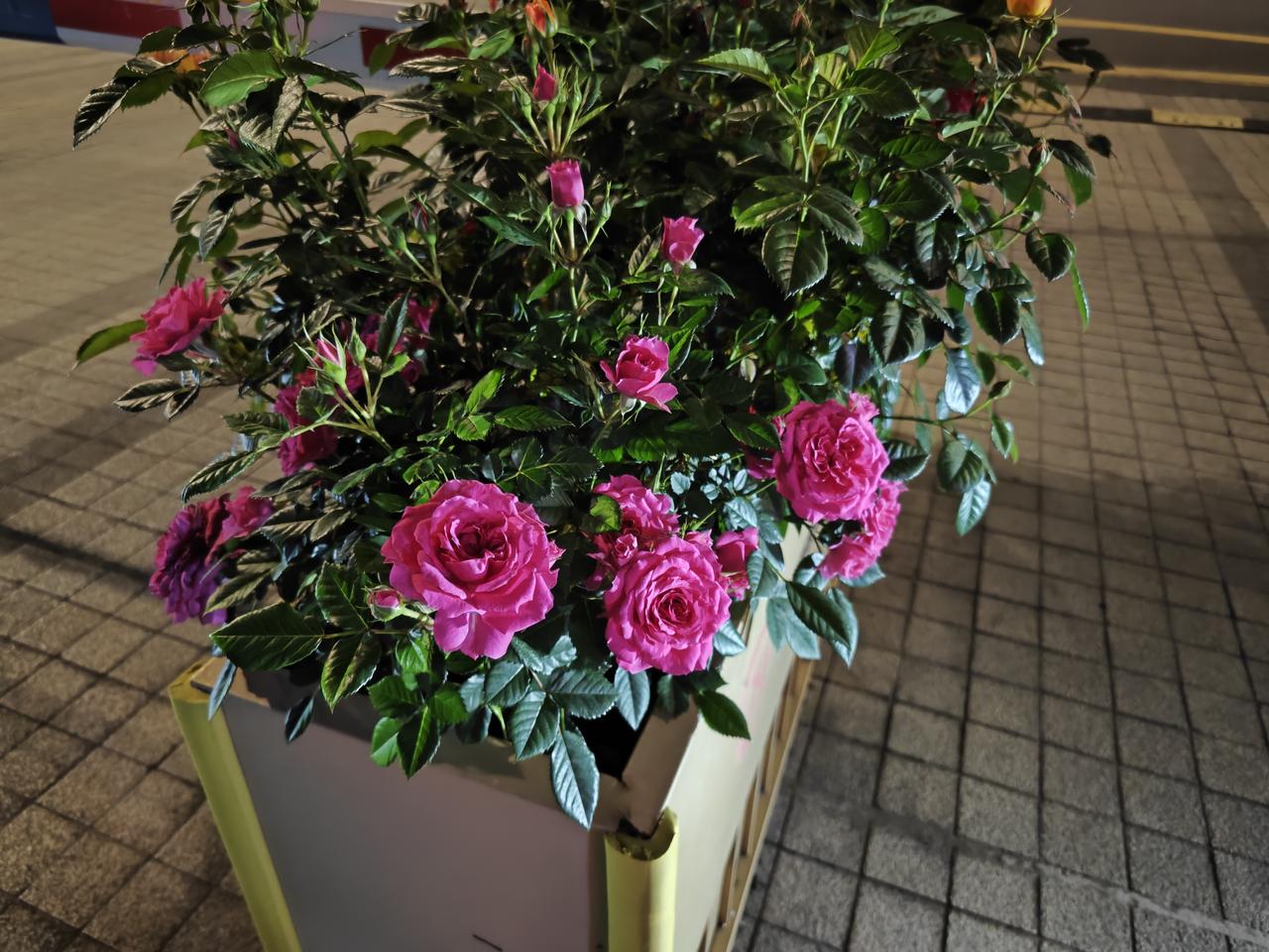 别再逼自己“自律养生”了，你越拼命，气血耗得越快。很多人一提养生，就是逼自己