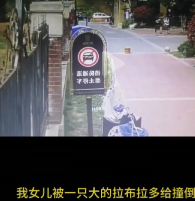 信阳女童被狗撞伤，狗主人电话不接，短信不回。孩子在楼下玩耍，一只没有牵绳的拉布拉