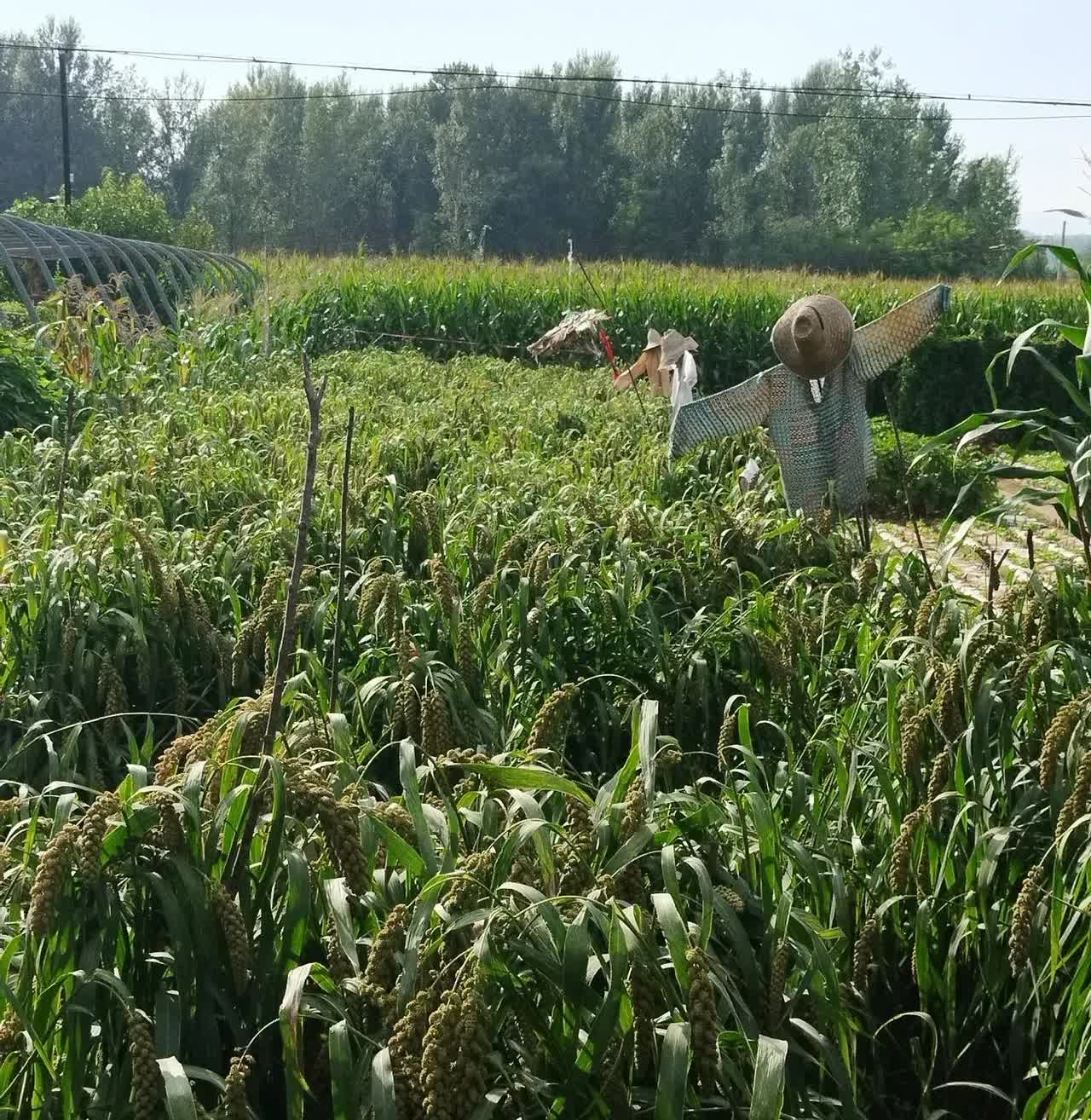昨天考科目三了，我又挂了，科目二就考了三次过的，好不容易考过了科