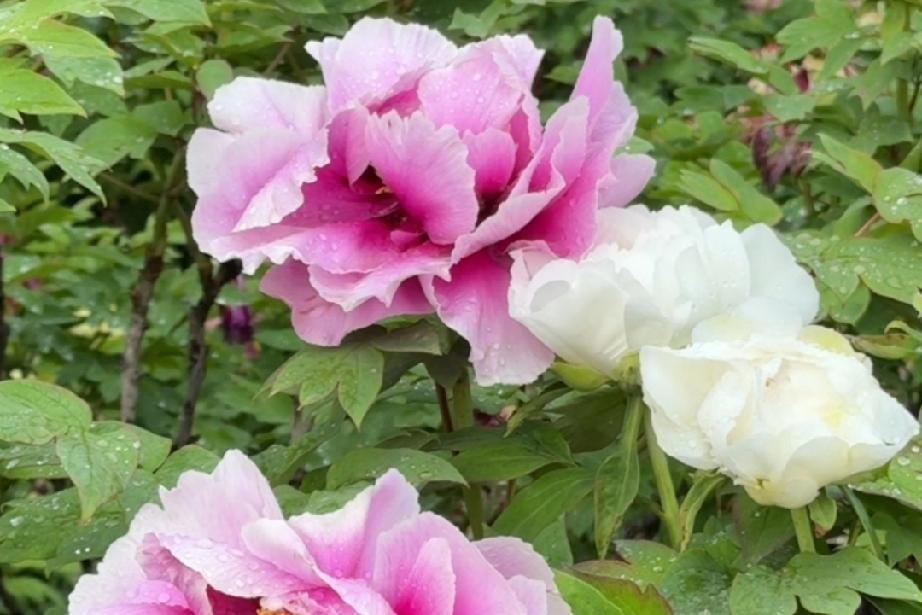 有些人说喜欢你，两三个月以后，他就消失了，不再喜欢了。哪怕曾经说的甜言蜜语，