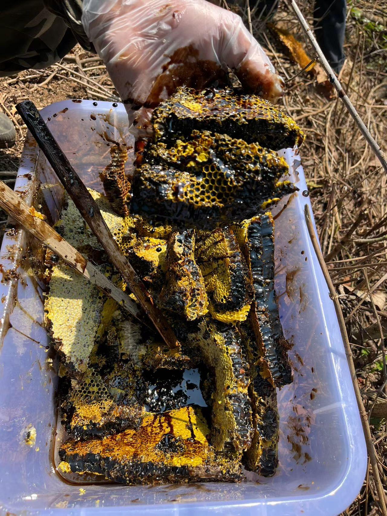 米团花黑蜜🐝迄今为止还没有人工养殖