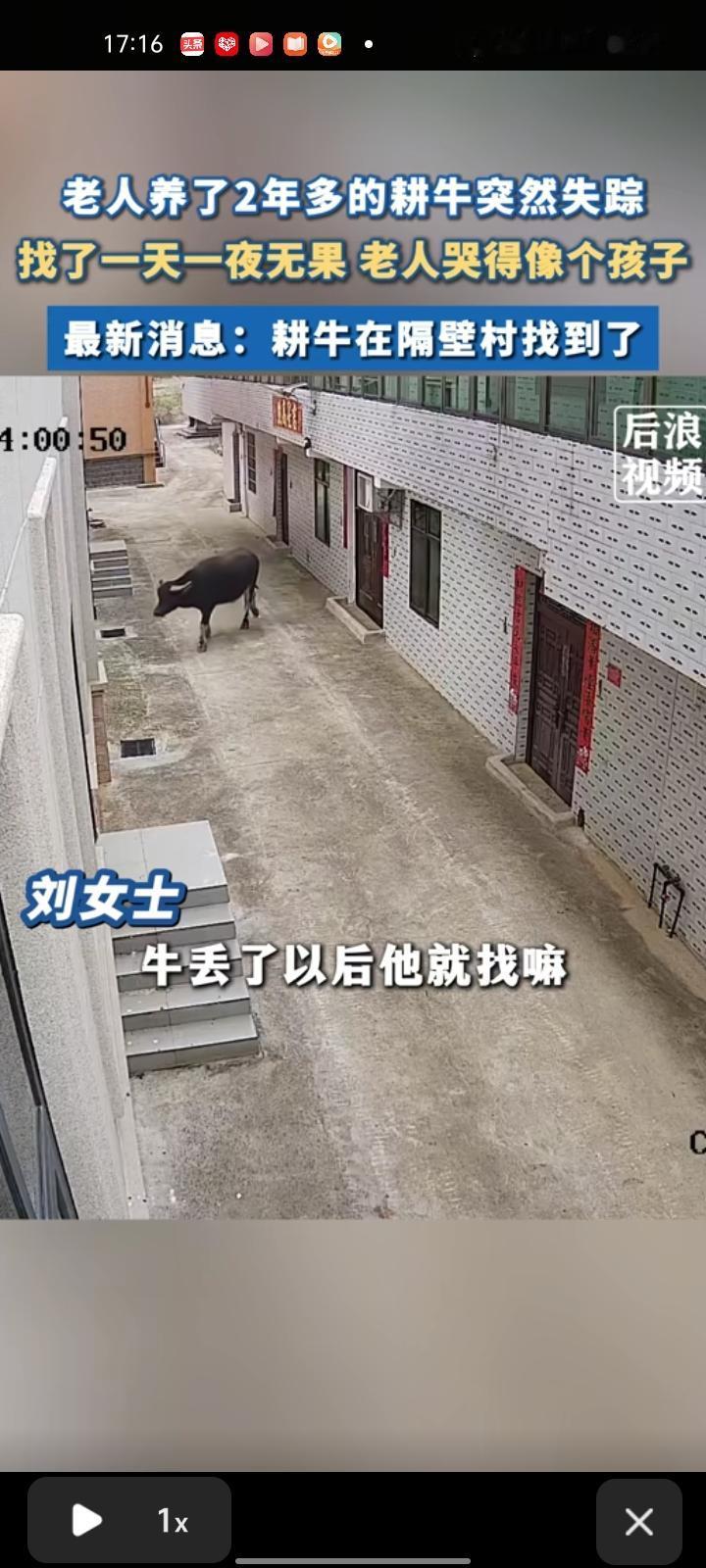 1月4日，吉安市吉安县。大爷牵着两年多的耕牛，中午的时候把牛牵回来让它午休，回过