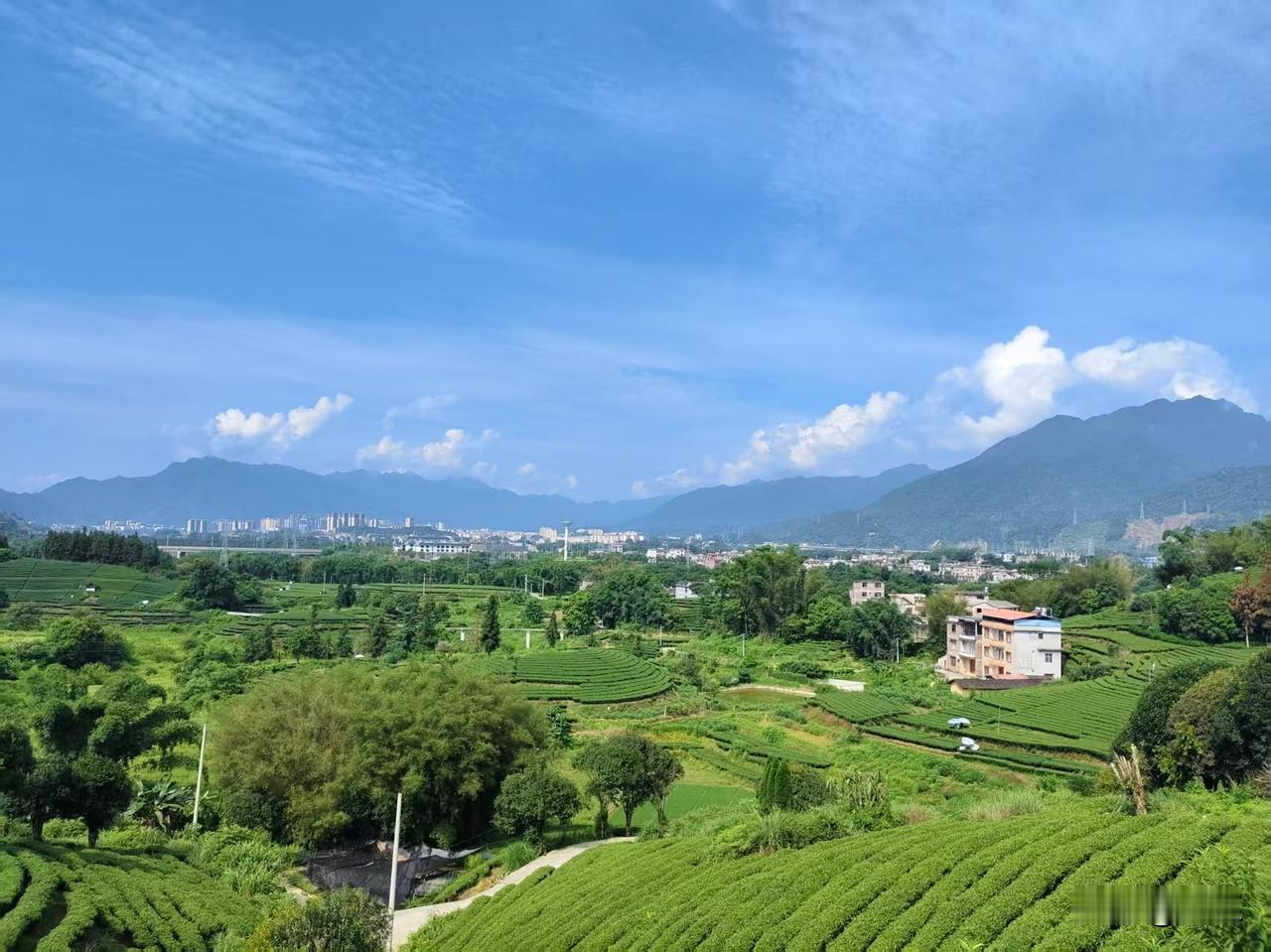 蓝天白云下，一片绿油油的茶园。茶垄顺着缓坡铺向云边，藏寨的金顶在茶梢间隐约闪着光
