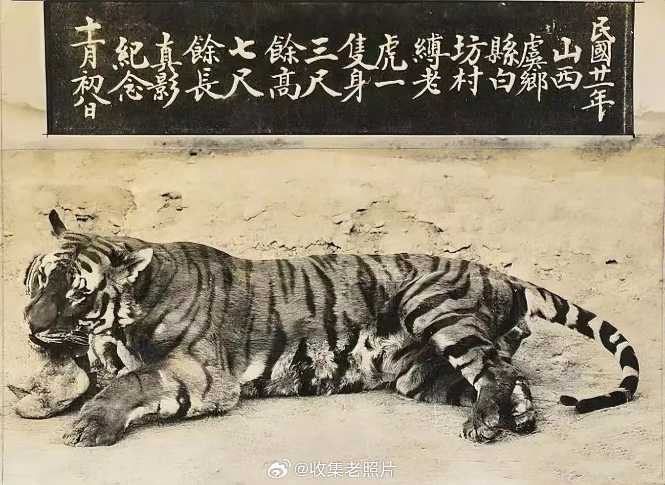 1932年，山西。虞乡县曾有只大老虎，从中条山跑进村被村民打死，一时传为佳话。为