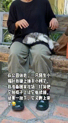 网友在公园歇脚，没成想招来个“不速之客”——一只陌生小奶猫径直跳上腿，蜷成小毛球