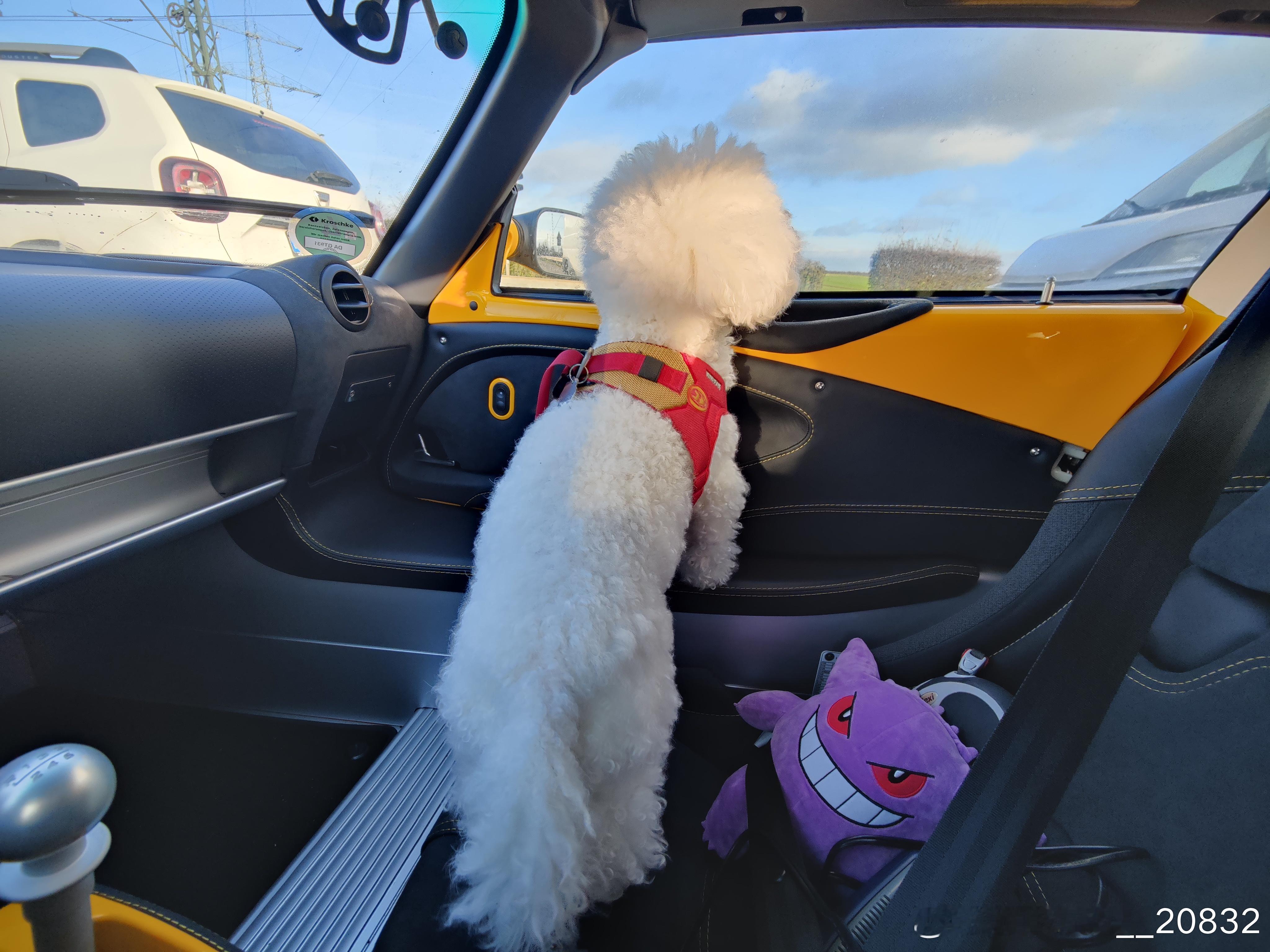 小狗第一次在车里坐着就能看见前面了，不用再站起来往旁边看了。掷弹兵这经典越野车的