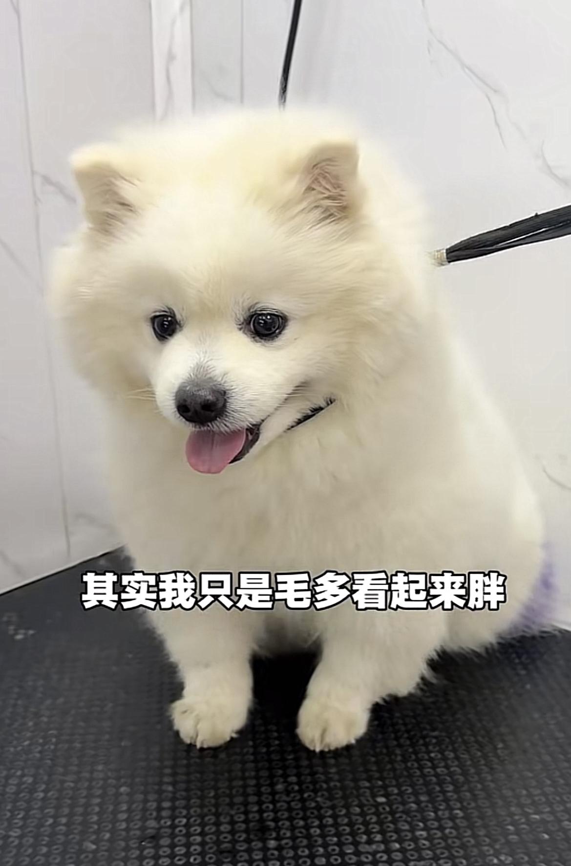 好消息！山东烟台，网红犬啾啾的大哥淘淘，不用摘小铃铛了，可是主人又开始为淘淘的婚
