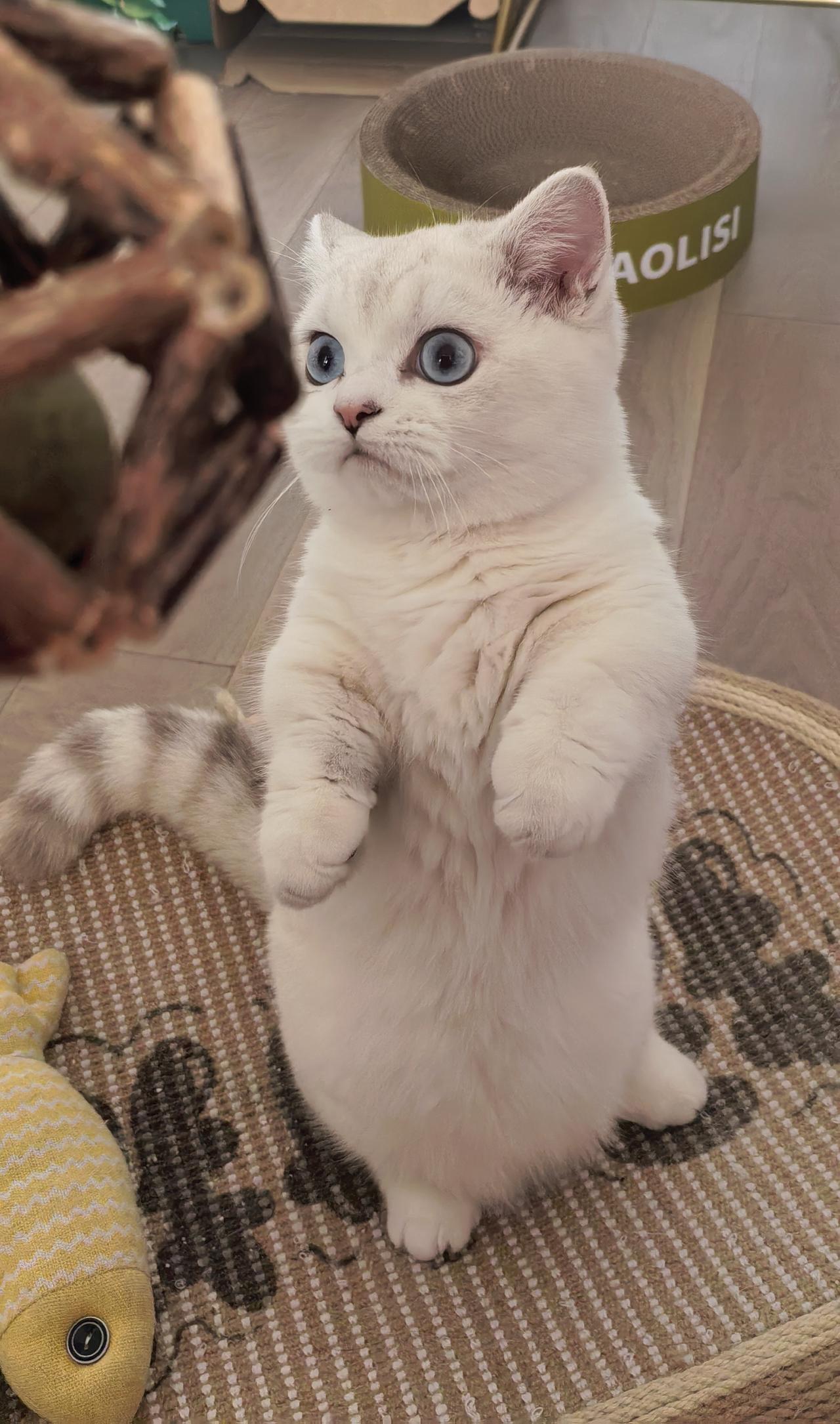 你有没有发现，这只猫的“绅士风度”背后，其实藏着我们每个人都曾有的梦想？那种在生