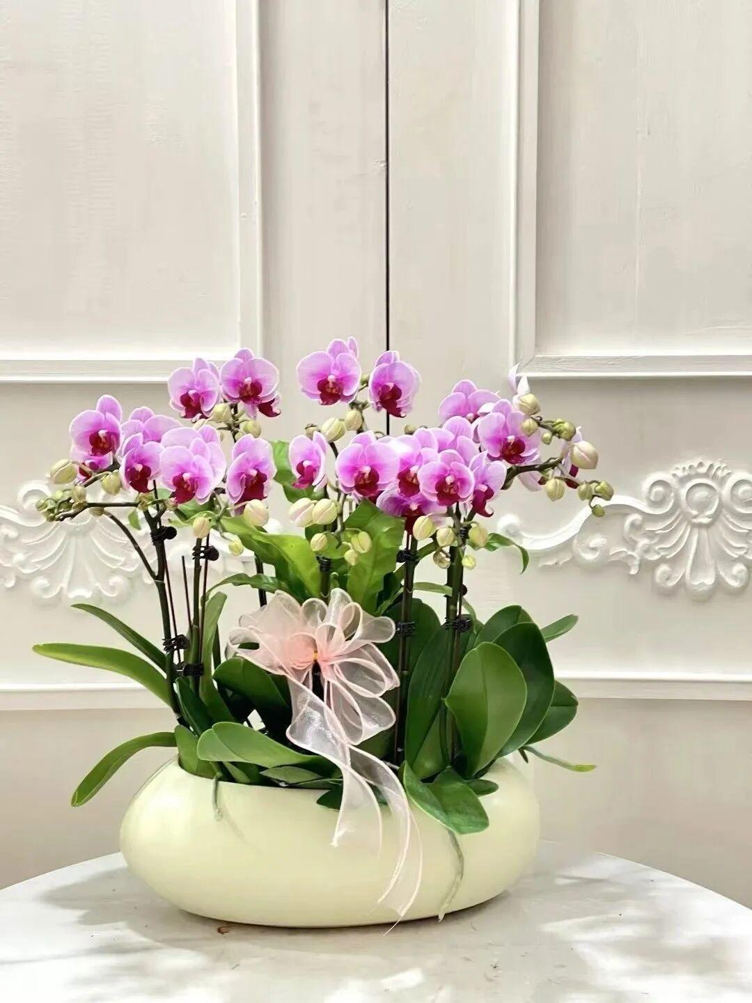 蝴蝶兰之美——宝贝一种特别的蝴蝶兰品种，它叫“宝贝”蝴蝶兰，也有人叫它