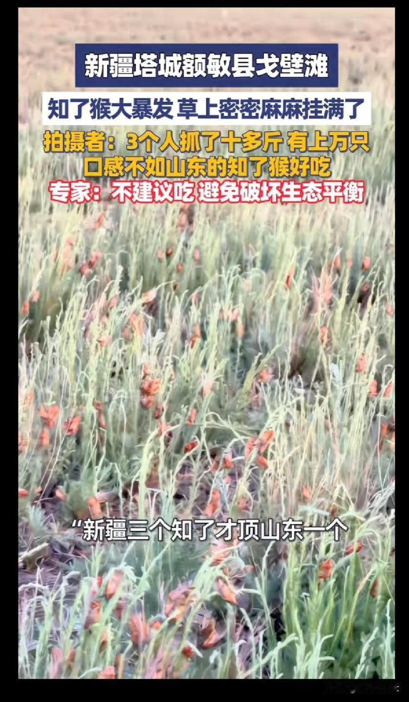新疆塔城的戈壁滩上知了猴大爆发了3个人抓了十多斤，有上万只口感不如山东的知了