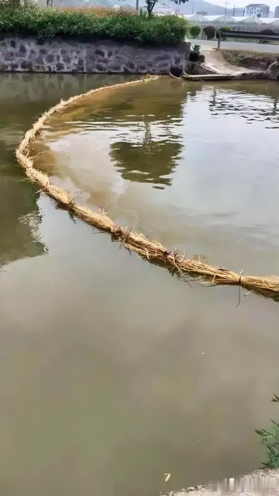 浙江鱼塘老板为驱鸟犯愁！两百亩鱼塘成白鹭食堂，每天损失数百元，却因白鹭是&34;三有&34;保护动物