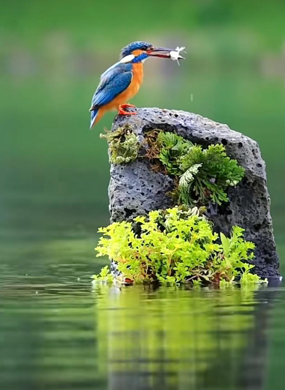 上联：池边看鱼跃，诚邀下联下联:溪畔听鸟鸣。岸畔听水流。友友们接着对下联与大家分