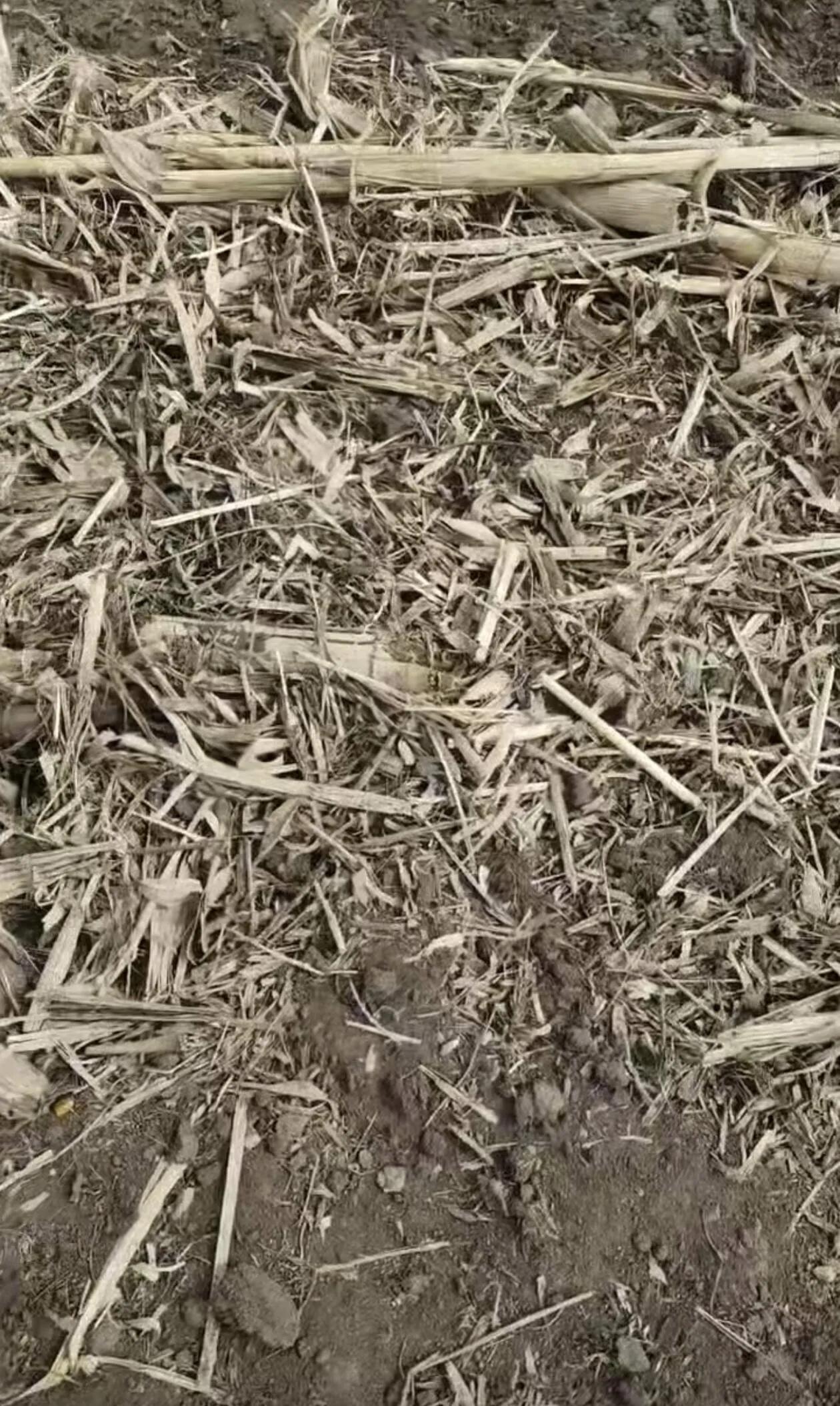 秸秆焚烧目前来说没太好的解决办法这是打包过后的地块，整个秸秆和土都给你掺混在一