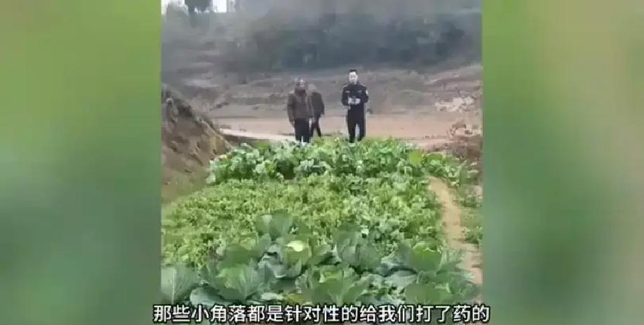 达州一女子去屋后摘菜，发现四块菜地全蔫了，叶子上还沾着白粉末，一看就是有人拿药壶