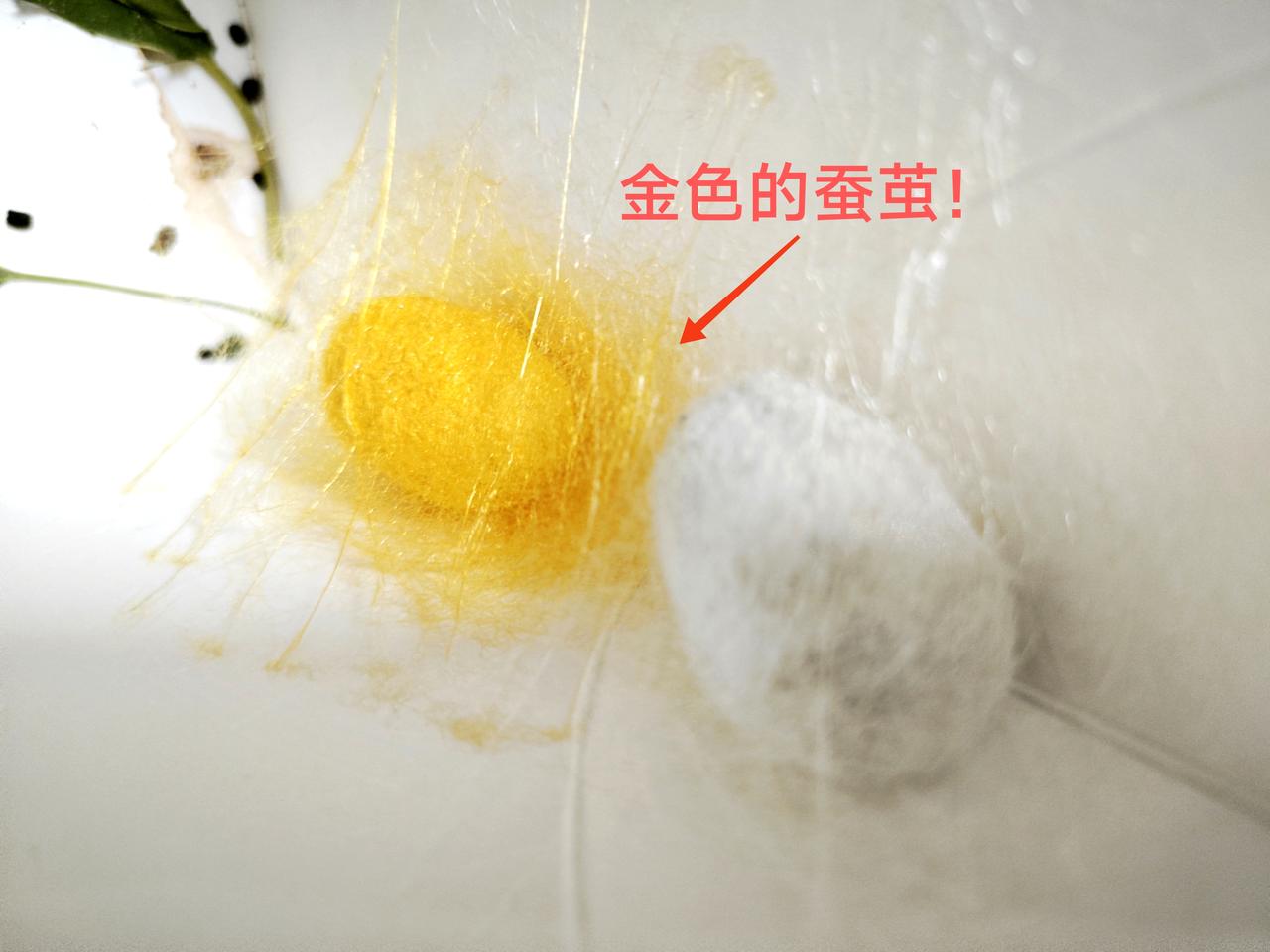 太神奇了，我第一次看到金色的蚕茧！小屁孩的科学老师布置了一项作业，养蚕观察生命的