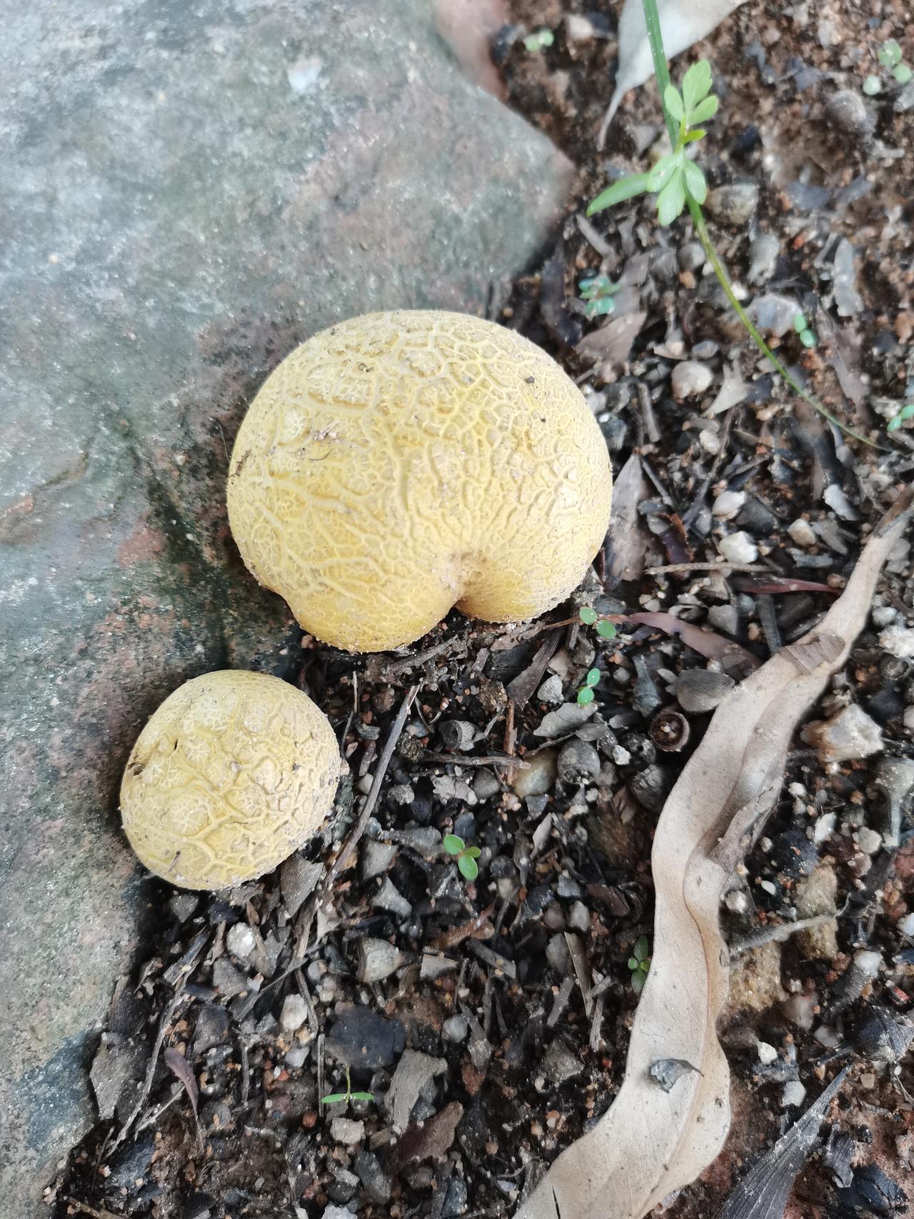 这种蘑菇能吃吗？在线等急。