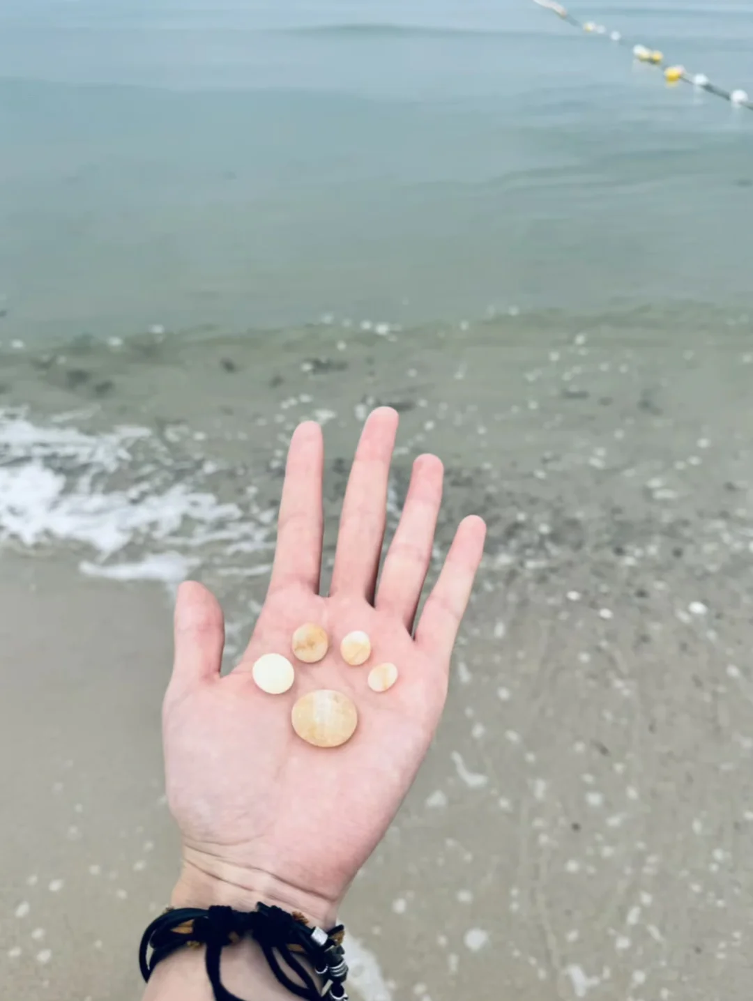 谁说海边不能捡螺？！🐚