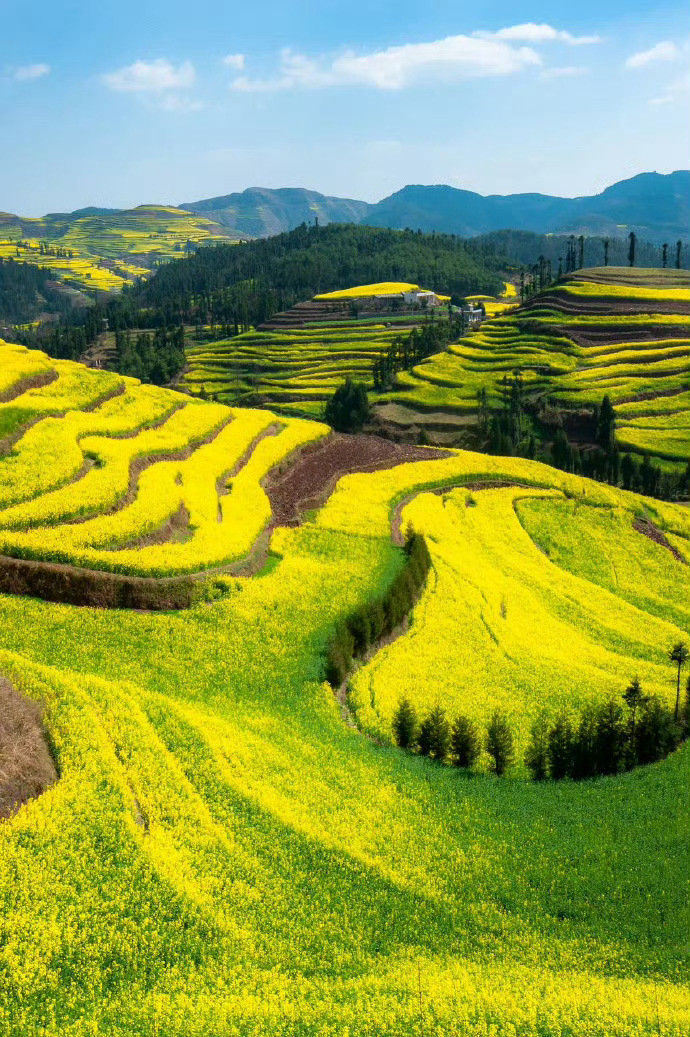 云南罗平油菜花，看春回大地的第一抹春色。