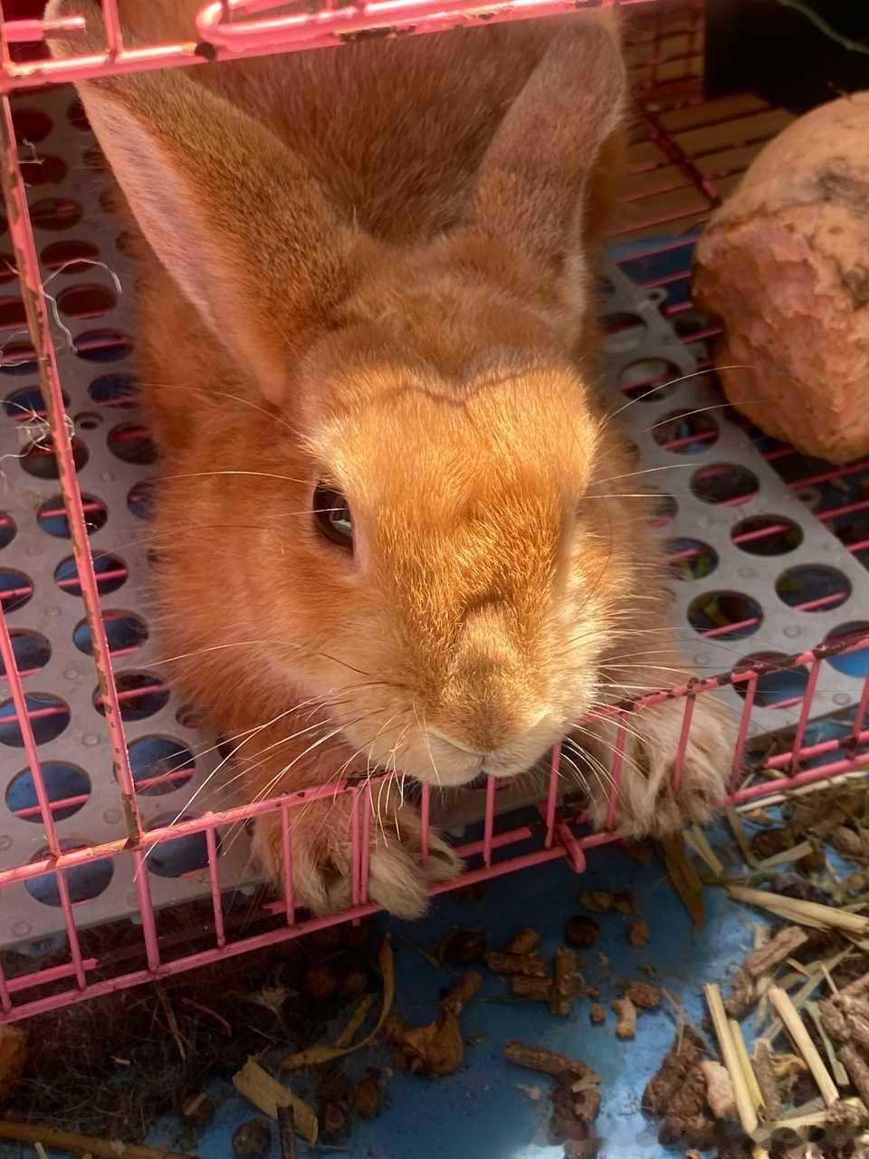 15424🐇【🐰】一放假回家就有松软大面包可以摸🌞（拍照的时候家里人不知道