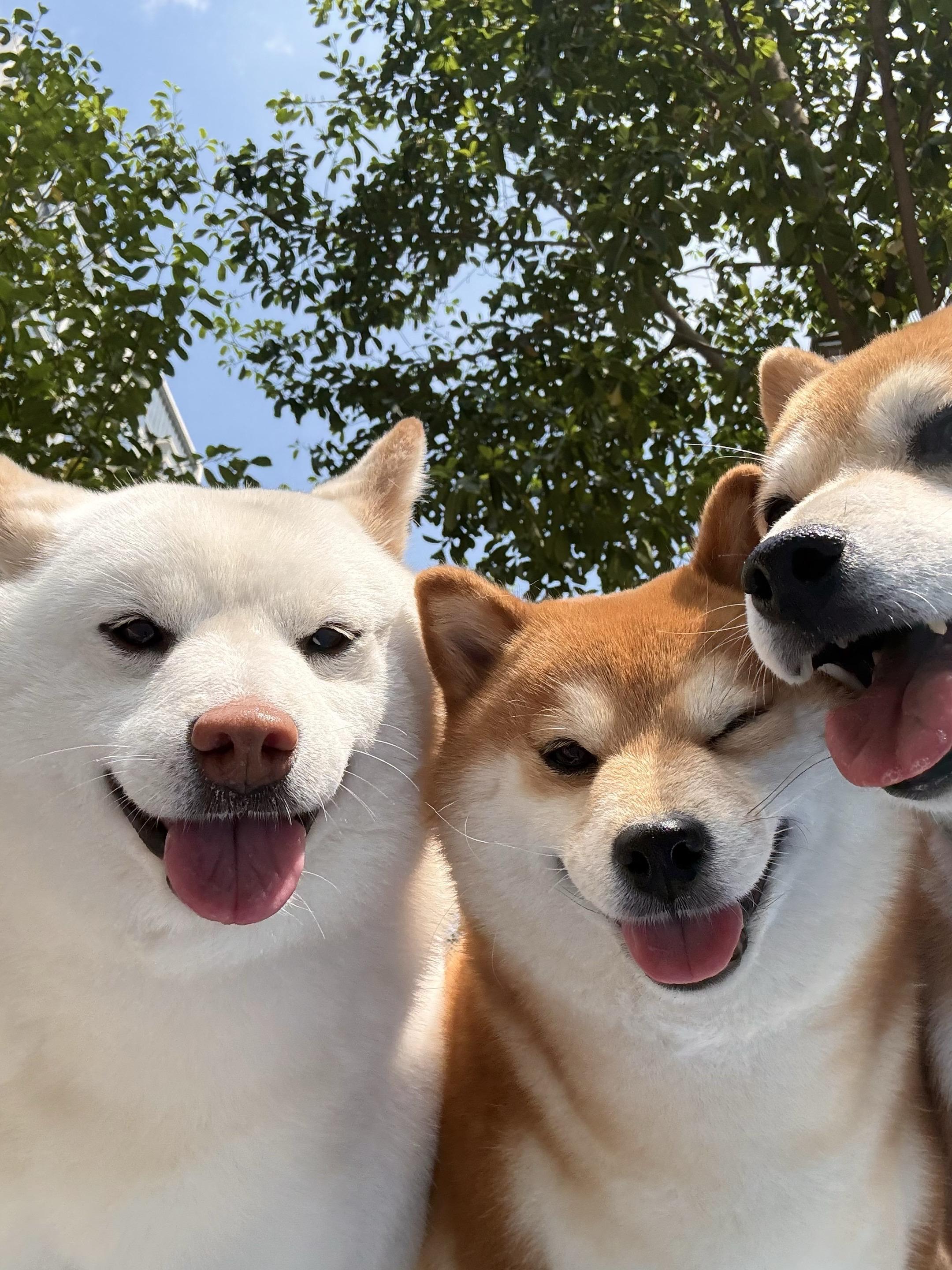 柴犬 柴犬表情包