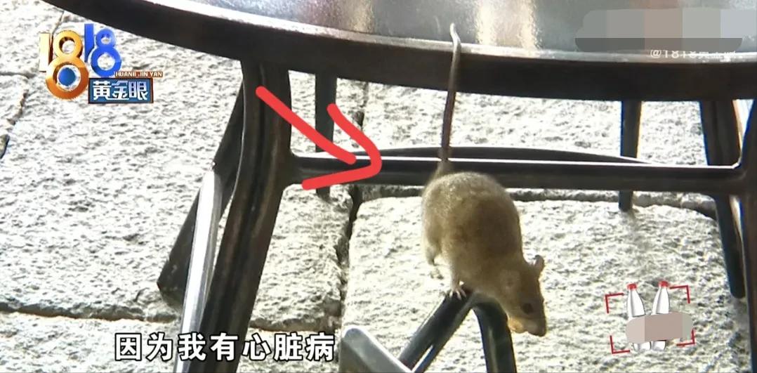 “老鼠惹的祸！”浙江萧山，女子请客吃饭，中途离席，见室外餐桌上有一只老鼠，吓一跳