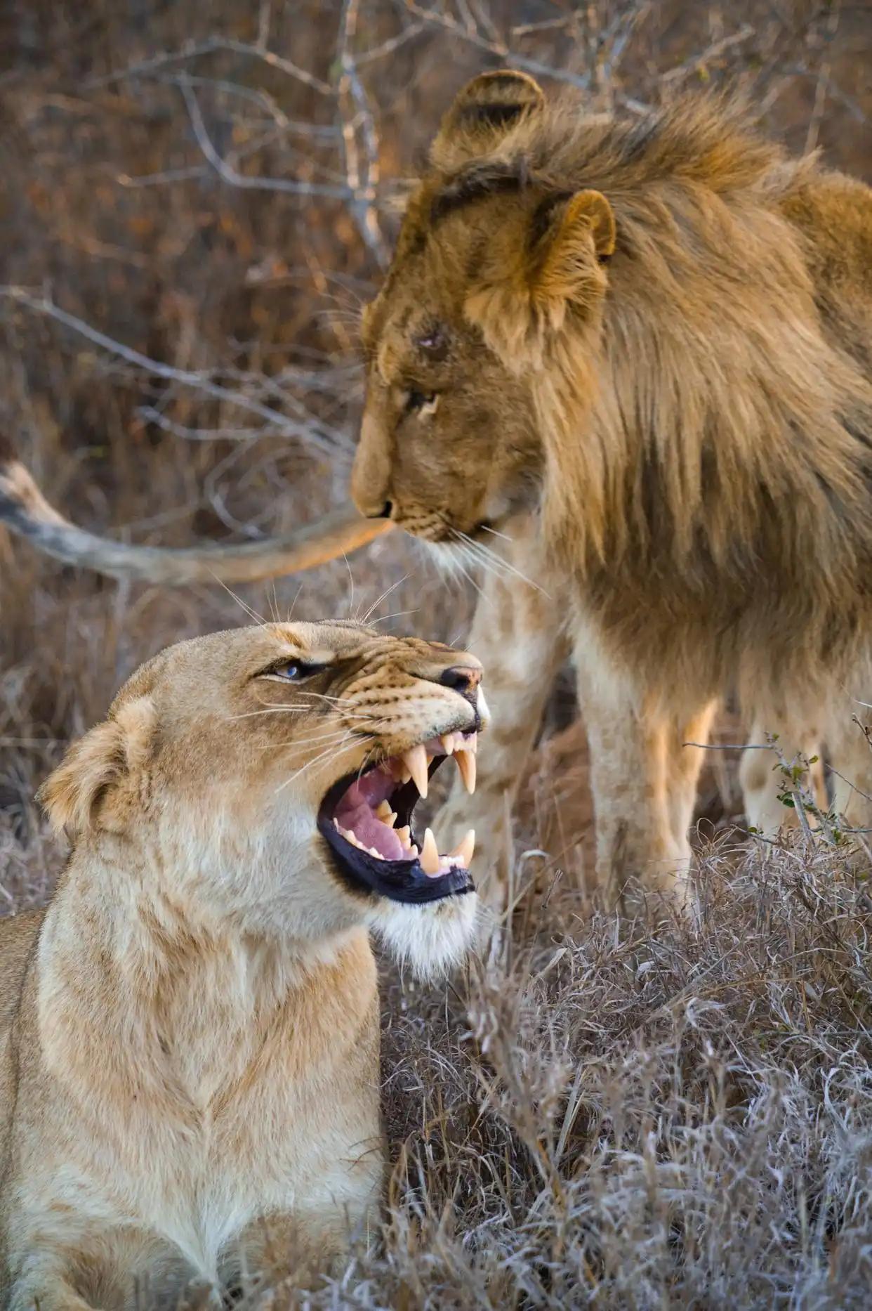 雄狮的一生有多悲催？一位50多岁的护林员告诉我，大部分人不知道，一只雄狮当上新狮