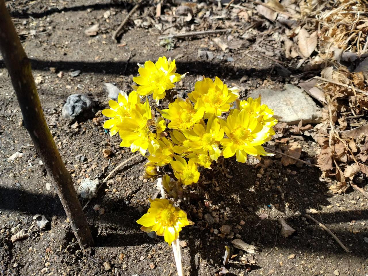 与痛风斗争的历程200早上醒来，身体整体状态还算平稳，各部位没有明显