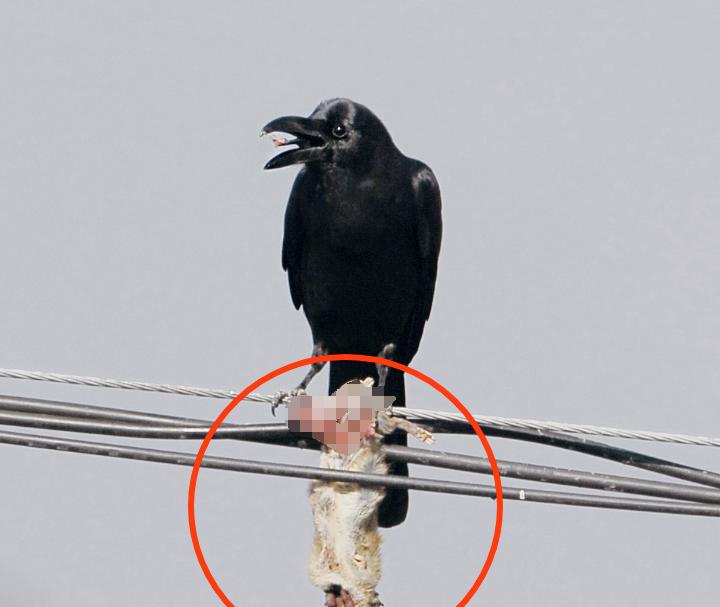 古时，富商宰杀了一匹马，取出内脏，将一个昏迷不醒的少年塞入马腹，然后把伤口缝合，