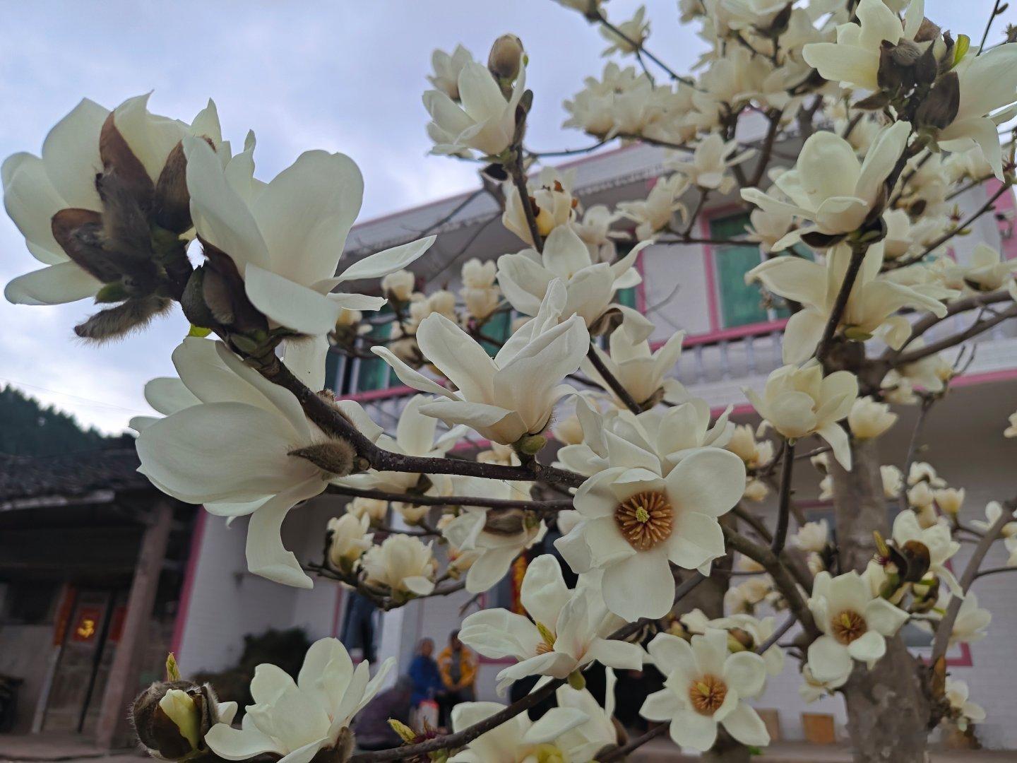 油菜花是早春大主角，声势浩大，号令百花齐放。春天真的来了，回来过春节的人却走了，