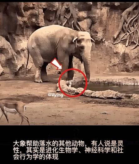 《大象救羚羊的科学真相：3倍人类共情力+600万年母系本能，自然界的智慧远超想象！》
