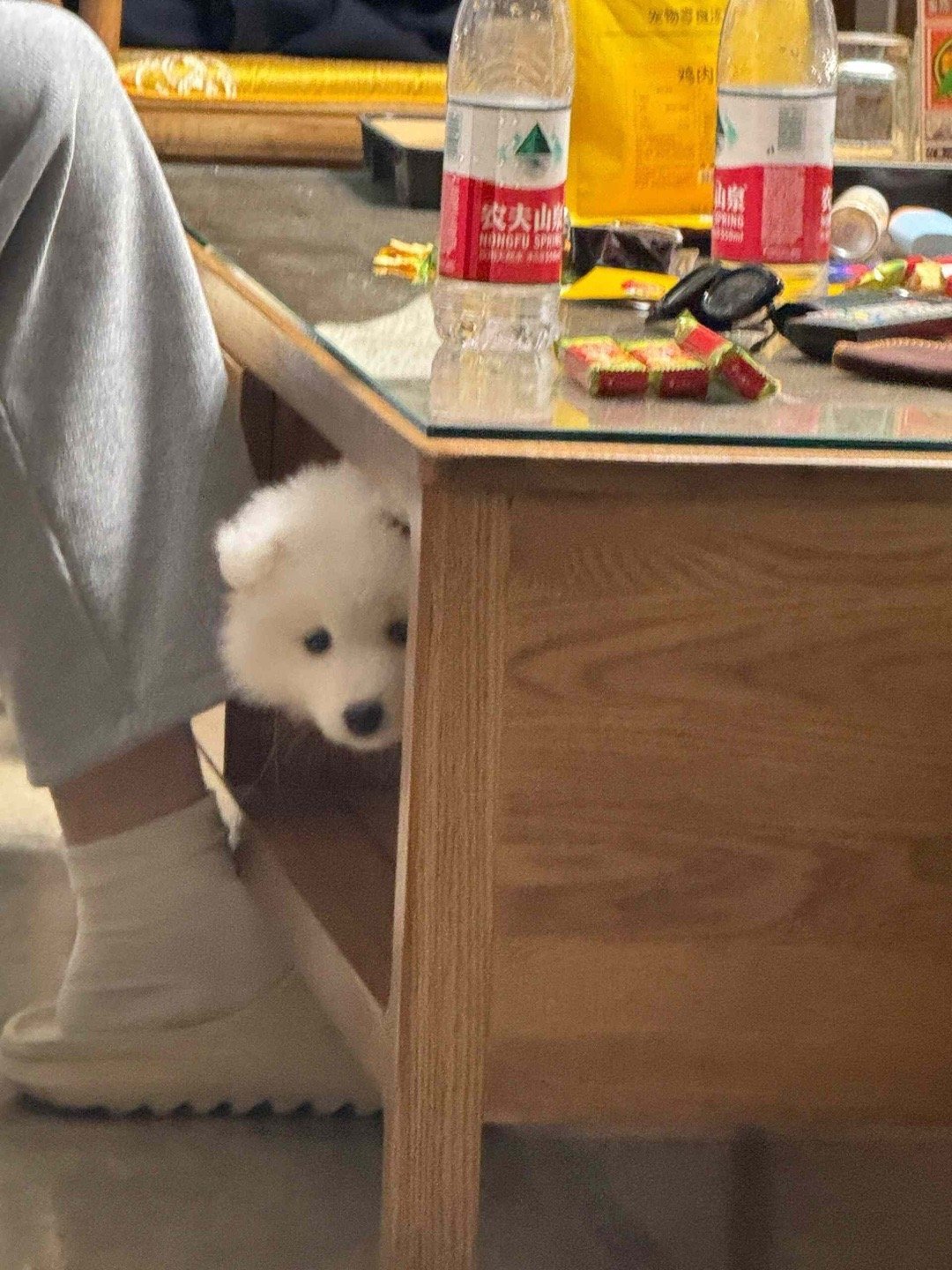 如果隔壁小金毛来找我，就说我出去了，我真的不是故意咬坏他的作业本的耶​​​