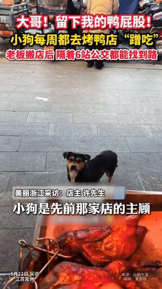 “泪目了！”5月22日，小狗每天去烤鸭店蹭鸭屁股吃，老板搬新店后2年没再见，可就