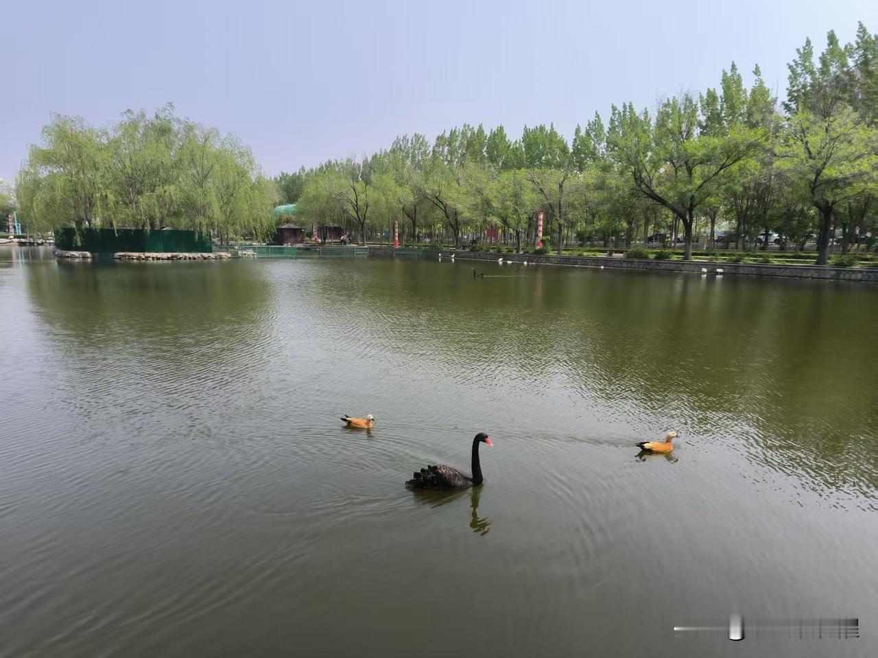 逛完姚村大集，又去王兰庄花园了，特别喜欢来这里遛。这个住宅大花园，风景真得特别美