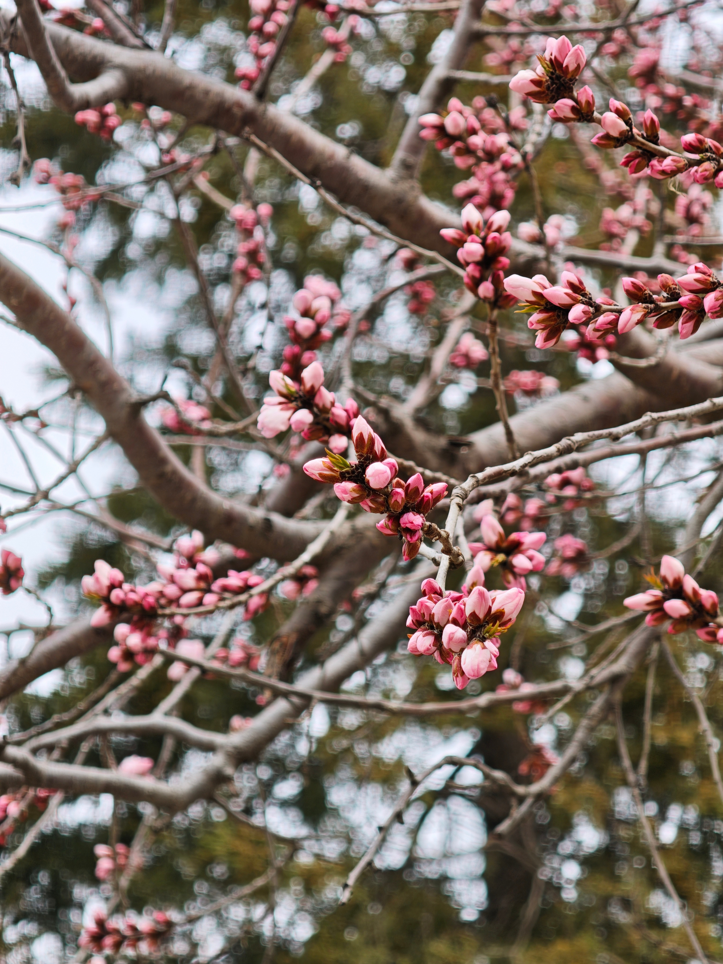被天津红桥的这束桃花硬控了春风一到，红桥桃花堤便按下浪漫开关。粉白花枝沿运河舒展