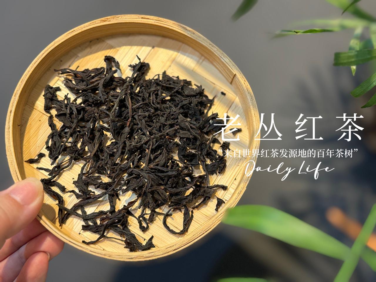 为什么说红茶是“短命茶”？在很多人的固有印象里，红茶这样的全发酵茶的保存期限很
