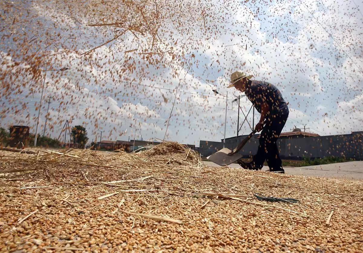 为啥有些国家宁愿销毁过剩粮食，也不肯免费送给穷人？明明全球还有不少人在挨饿，这种