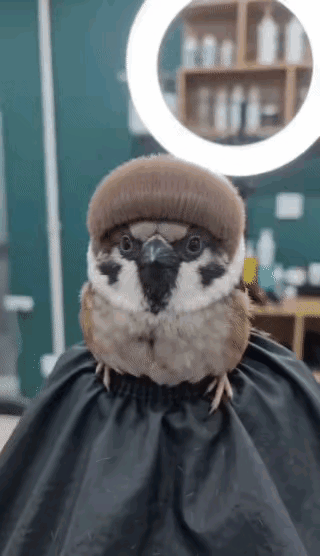 锅盖头天花板非它莫属了！