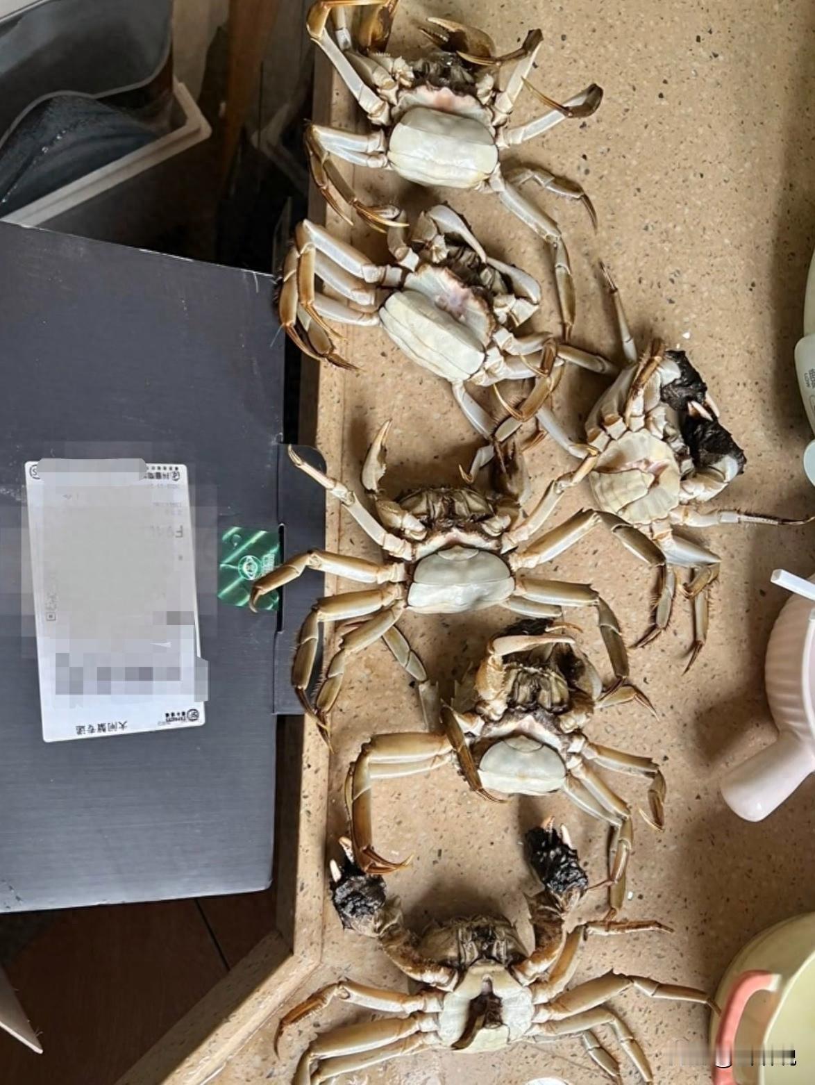 防不胜防啊！江苏，一位大闸蟹女老板收到客户发来的退货视频，说大闸蟹收到时都死掉了