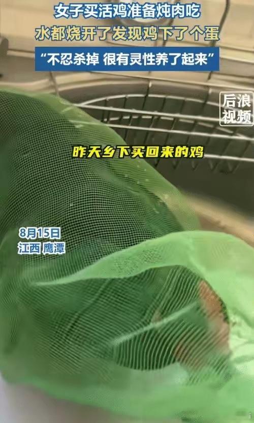 “笑不活了！”江西鹰潭，女子去乡下买的活鸡，准备炖肉，水烧开。突然发现鸡下了个蛋