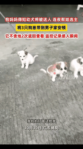 谁能想到！狗狗居然能听懂人话还执行力拉满，广东这位铲屎官的经历直接颠覆认知！